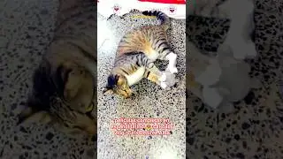 peliculas completas en español latino |😻 cat daily vlog |#cat #cute #youtubeshorts