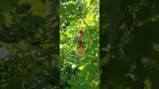 Rundgang durch den Hortus apis fera (Garten der wilden Biene)