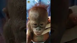 Gito the orangutan was found inside a ROTTING cardboard box