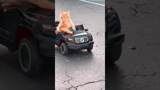 Cat driving the G wagon 😹
