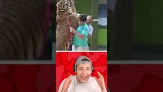 Ze Hebben Een Tijger Als Huisdier!