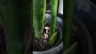 Mushrooms growing in my snake plants #shorts