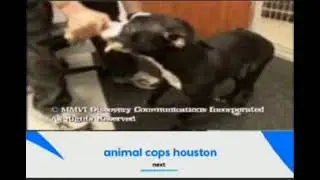 Animal Cops Houston Ending