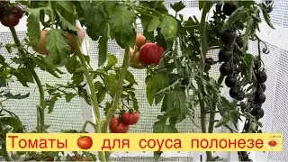 ТОМАТЫ 🍅 ДЛЯ СОУСА ПОЛОНЕЗО🍝👩‍🌾