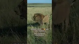 #lion