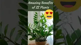 Science Proven ZZ Plant Benefits - Must Watch #shorts #zzplant