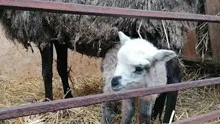 Катумские и Романовские овцы гибрид Ф1