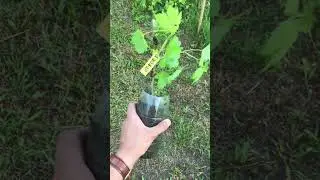 Результат весеннего черенкования винограда
