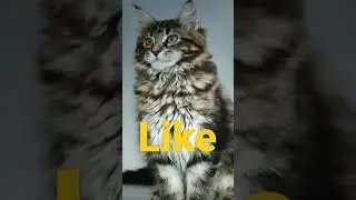like