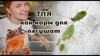 Тля как корм для лягушат? Собираем еду!