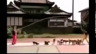Лучшие новые приколы