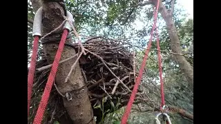 Artificial hawk nests Investigation