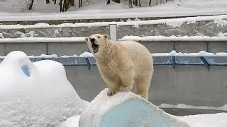 Медвежонок Ростик: 