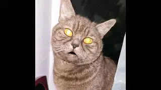 Говорящий кот! Talking cat! 😂😁👍