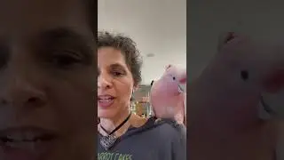 Cooking 🧑‍🍳 with Pink Cockatoos parrot | #parrot_bliss #bird