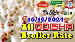 #TodayBroilerRate || #TodayChaickenRate || #ChickenRate || Dt- 16/12/2024