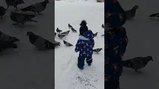 Норильские голуби