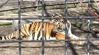 В семействе тигров Раджы и Леди Дианы обед!🐯🐯❤️
