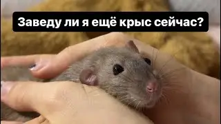 Заведу или нет я крыску? 🐀