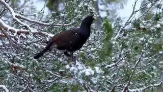 The Western Capercaillie (Tetrao urogallus) Norwegian: Tiur