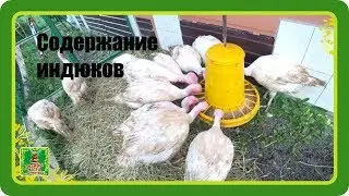 Индюки Хайбрид Конвертер ч.6 Пересадка в вольеры.