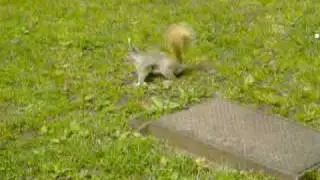 Squirrel Study II  - Squirrel in the Park