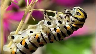 Swallowtail Caterpillar Eating, 3 Video Compilation
