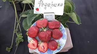Federico is a late-ripening strawberry (Italian variety)