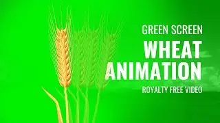 Green Screen Wheat animation  |  Royalty Free Video | Full HD 1920x1080