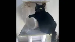 jinx cat