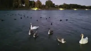 Лиепая. Лебеди на канале