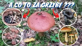 What mushrooms can be found right now? Mushroom hunting in deciduous forests. Pomeranian Voivodes...