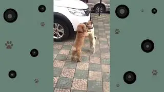 Собачки!
