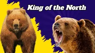 What Makes the Alaskan Brown Bear So Terrifying?