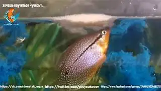 Гурами жемчужный Trichogaster leerii, нерест, как ухаживать, разводить