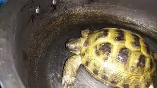 Пробуждение черепахи после зимней спячки.