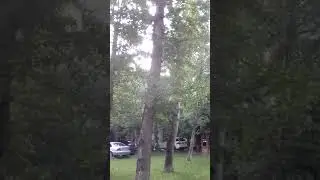 На гнездо наших дятлов напали вороны и скворцы.