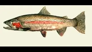 The Best Fishing Game You Have Never Played