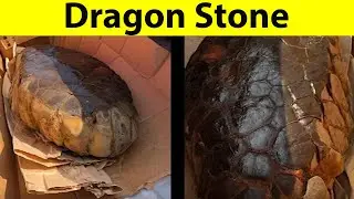 Weirdest Things Recently Discovered