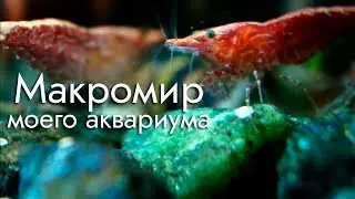 Мой аквариум. Кормлю рыбок и креветок. Макросъемка.