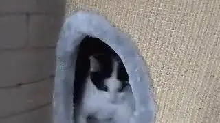 неадекватный кот