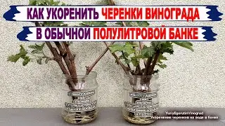 🍇 How to root GRAPE CUTTINGS in a regular jar of water.