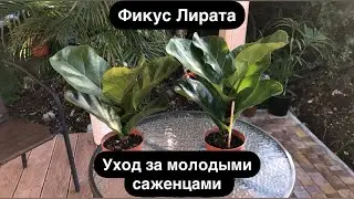 Фикус Лирата -Уход за молодыми саженцами