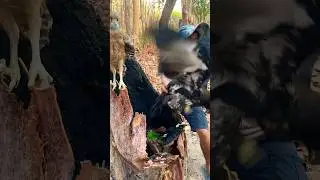 Such really Big Birds met on a trunk