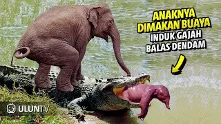 Mother Elephant attacks Crocodile very hard to save her baby, Wild Animals Attack