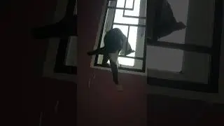 KUCING PINTAR LAGI BUKA JENDELA