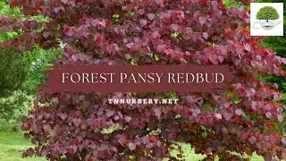 Forest Pansy Redbud -- TN Nursery