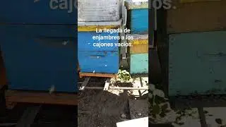 Nuevas familias de abejas