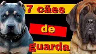 7 Cães de Guarda para apartamentos