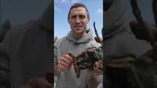 Attempting to save 30,000 baby lobsters!
